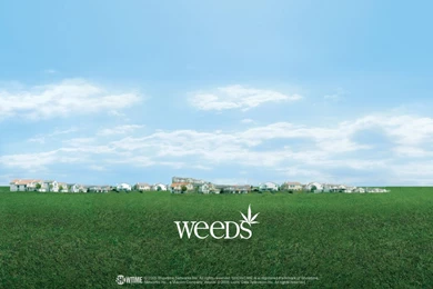 Weeds   Weeds Wallpapers (271309)   Fanpop