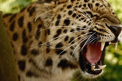 The Gallery For   > Leopard Animal Wallpapers Hd