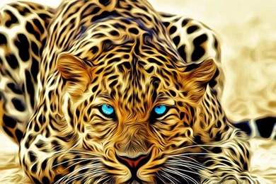 Leopard Wallpapers Widescreen