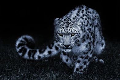 Snow Leopard Picture Wallpapers 8170   Amazing Wallpaperz