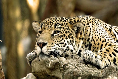 Leopard Wallpapers   Crazy Frankenstein