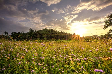 Purple Weeds Wallpapers :: HD Wallpapers