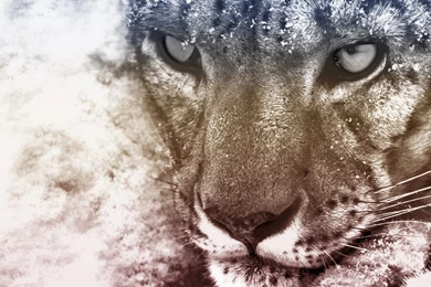 Snow Leopard HD Wallpapers 6.jpg