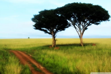 Savanna Trees Wallpapers 1920x1200   1519498