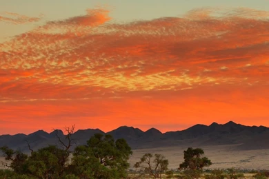 Herd Of Elephants In African Savanna 4K Ultra HD Wallpapers