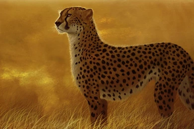 Grass Savanna >> HD Wallpaper, Get It Now!