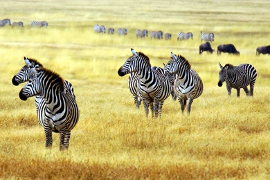 Zebra Wallpaper, Animals / Wild: Zebra, Savanna, Cute Animals