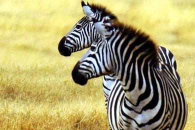 Zebra Wallpaper, Animals / Wild: Zebra, Savanna, Cute Animals