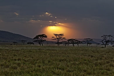 Sunset Africa Savanna Landscapes Sky Beams Rays Trees Wallpapers ...