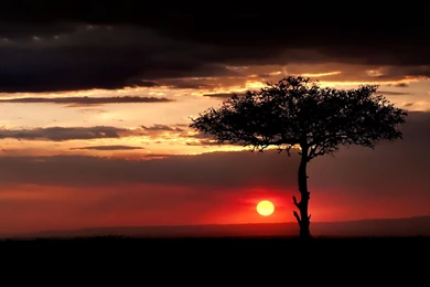 Download Wallpapers 3840x2400 Savanna, Tree, Lonely, Sun, Decline ...