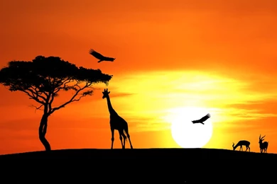 Sunset Savannah By EddyRichie On DeviantArt