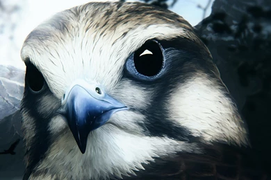 Wallpapers Amazing Hawk 1920 X 1080 Full Hd   1920 X 1080   Full Hd ...