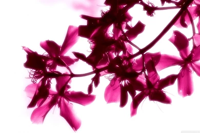 Pink Flowers On White Backgrounds HD Desktop Wallpapers : High ...