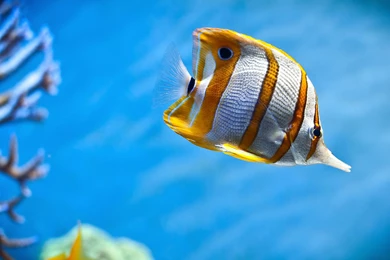 Wallpaper iPad 3 iPad 4 Air Retina HD colourful fish.jpg