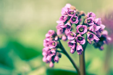 Violet Flower Wallpapers