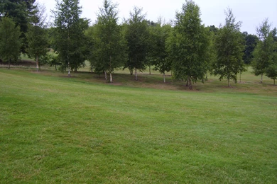 Backgrounds Trees By PaulineMoss On DeviantArt