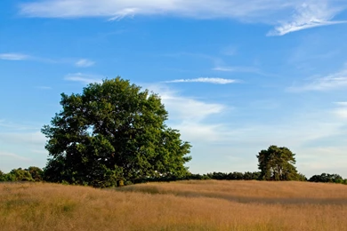 Landscape Astonishing Nature Quality Trees Backgrounds Picture ...