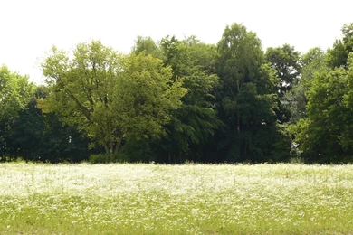 Meadow White Flowers And Trees Backgrounds By Nexu4 On DeviantArt