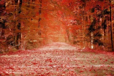 Hd Mobile Wallpapers Download For Cell Phone Img 28