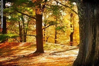 Tree Removal Lehigh Valley