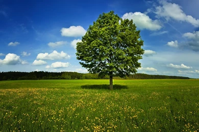 Landscapes Nature Trees Land Background Images >> HD Wallpapers ...