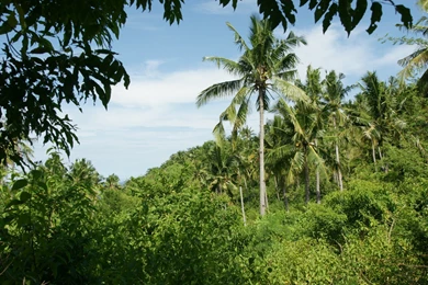 Palms dsc04632 ws.jpg