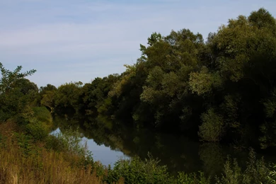 Trees On A River Bank Backgrounds