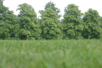 Miscellaneous Nature : Star Granite