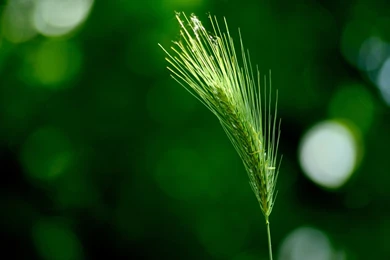 1920x1200 Green Wheat Desktop PC And Mac Wallpapers