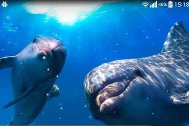 Dolphin Live Wallpapers   Android Apps And Tests   AndroidPIT
