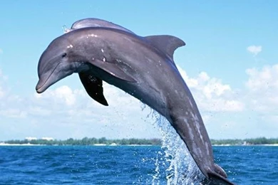 Funny Dolphin Live Wallpaper