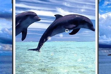 Dolphin Live Wallpapers HD   Android Apps And Tests   AndroidPIT