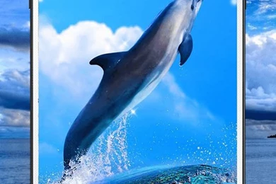 Dolphin Live Wallpapers HD   Android Apps And Tests   AndroidPIT