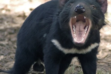 Other Taz Devil Snarling Feed Make Day Like Fanags Desktop ...