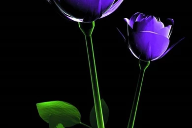 Wallpapers For Mobile Phones Free Download