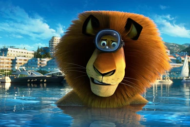 Lion hd wallpaper 269.jpg