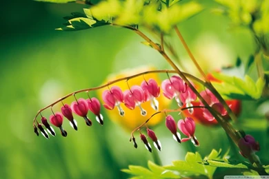 Bleeding Heart Flowers HD Desktop Wallpapers : Widescreen : High ...
