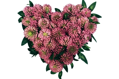 Flowers And Hearts Pictures   Wallpapers HD Base