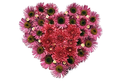 Pink Hyacinths Heart Wallpapers