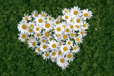 Flowers Heart Wallpapers   702428