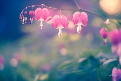 Bleeding Hearts Wallpapers By AEtherPie On DeviantArt