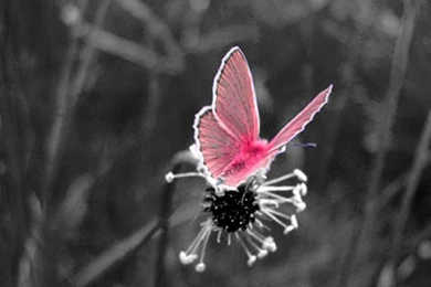 Flowers And Butterflies And Hearts   Cliparts.co