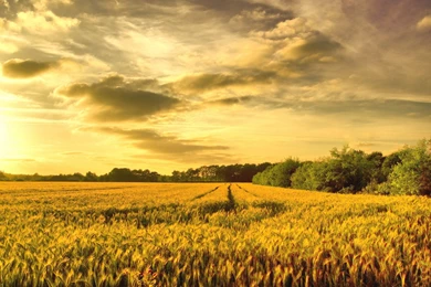 Late Summer Wallpapers   173326