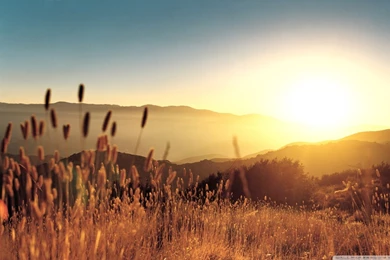 Late Summer Field HD Desktop Wallpapers : High Definition ...