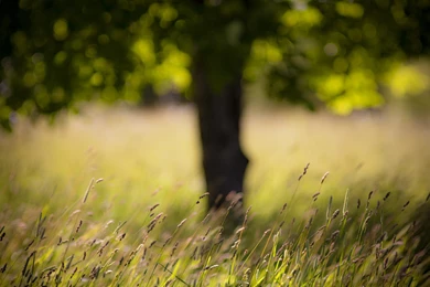 GRASS LATE SUMMER   Online Wallpapers HD