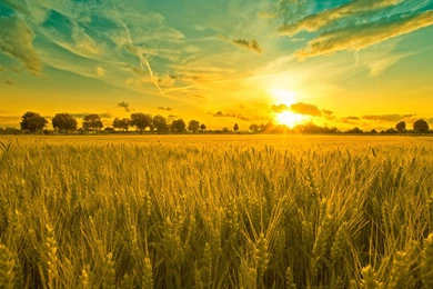 Summer Landscape Wallpapers   Crazy Frankenstein