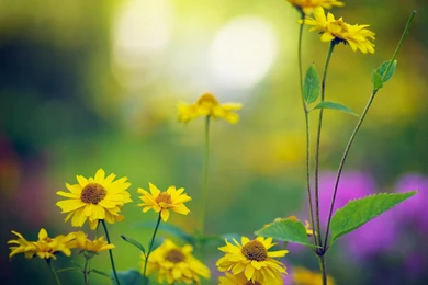 Late Summer Bokeh 1920x1440 Wallpapers