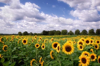 Quotes About Late Summer. QuotesGram