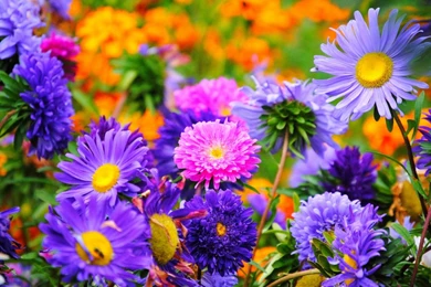 Rare And Late Summer Flowers Pictures And High Resolution ...