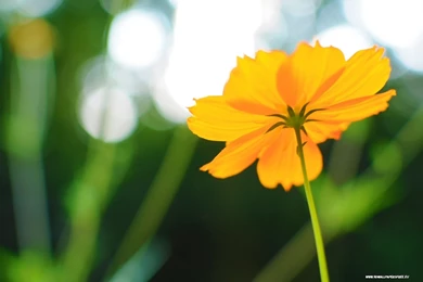 Cosmos Flower In Late Summer Wallpapers In 1280x720 Resolution